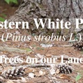 EASTERN WHITE PINE TREE - IDENTIFICATION &amp; USES