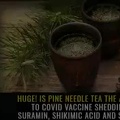 Pine Needle Tea Answer To Covid Vaccine Shedding-1